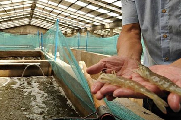 福建南美對蝦海水養殖制冷恒溫項目